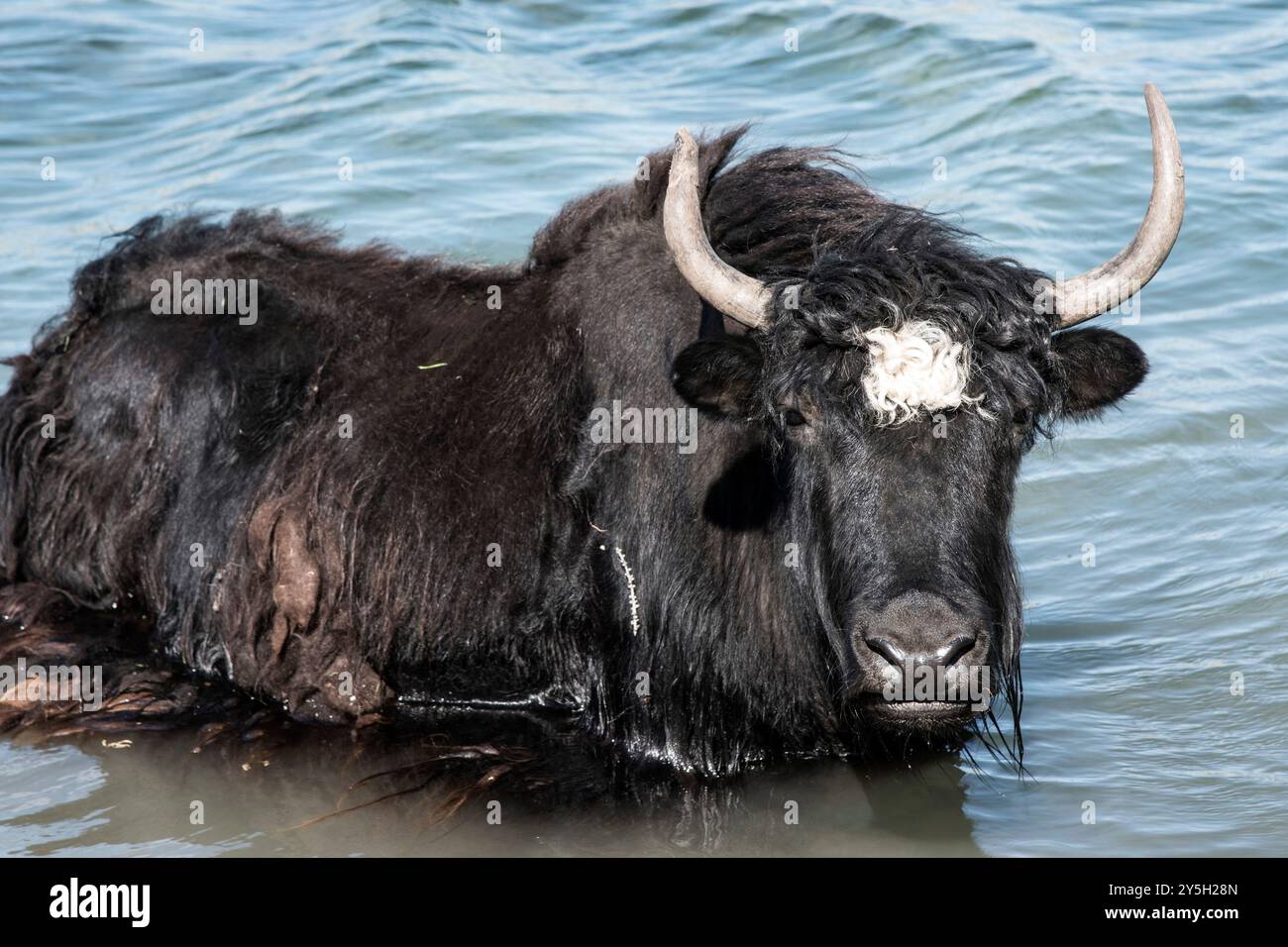 Un yak mongol dans les pâturages d'été. Banque D'Images