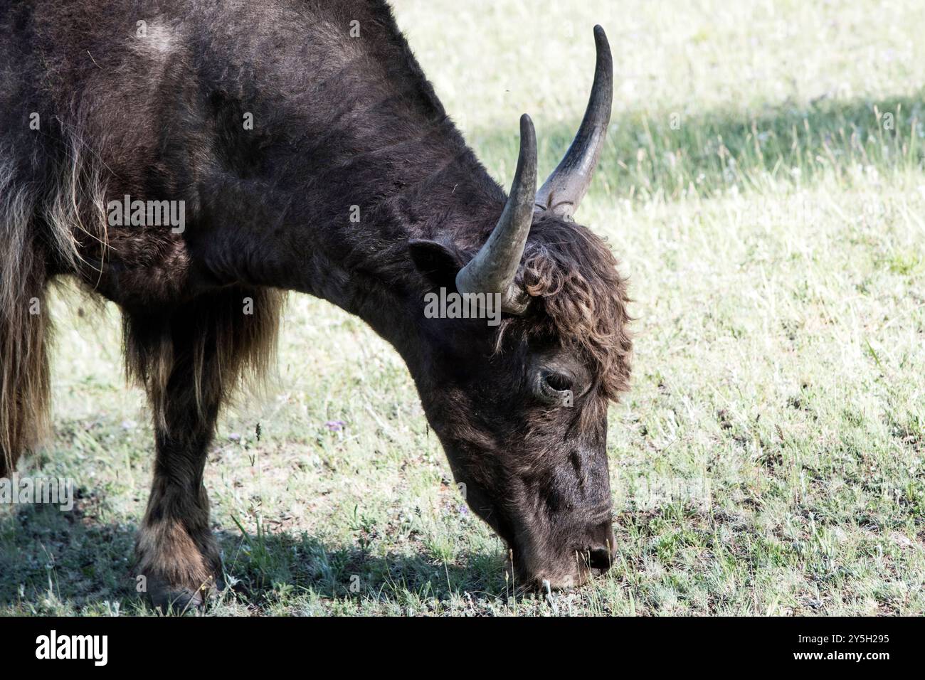 Un yak mongol dans les pâturages d'été. Banque D'Images