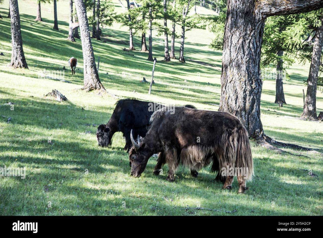 Un yak mongol dans les pâturages d'été. Banque D'Images