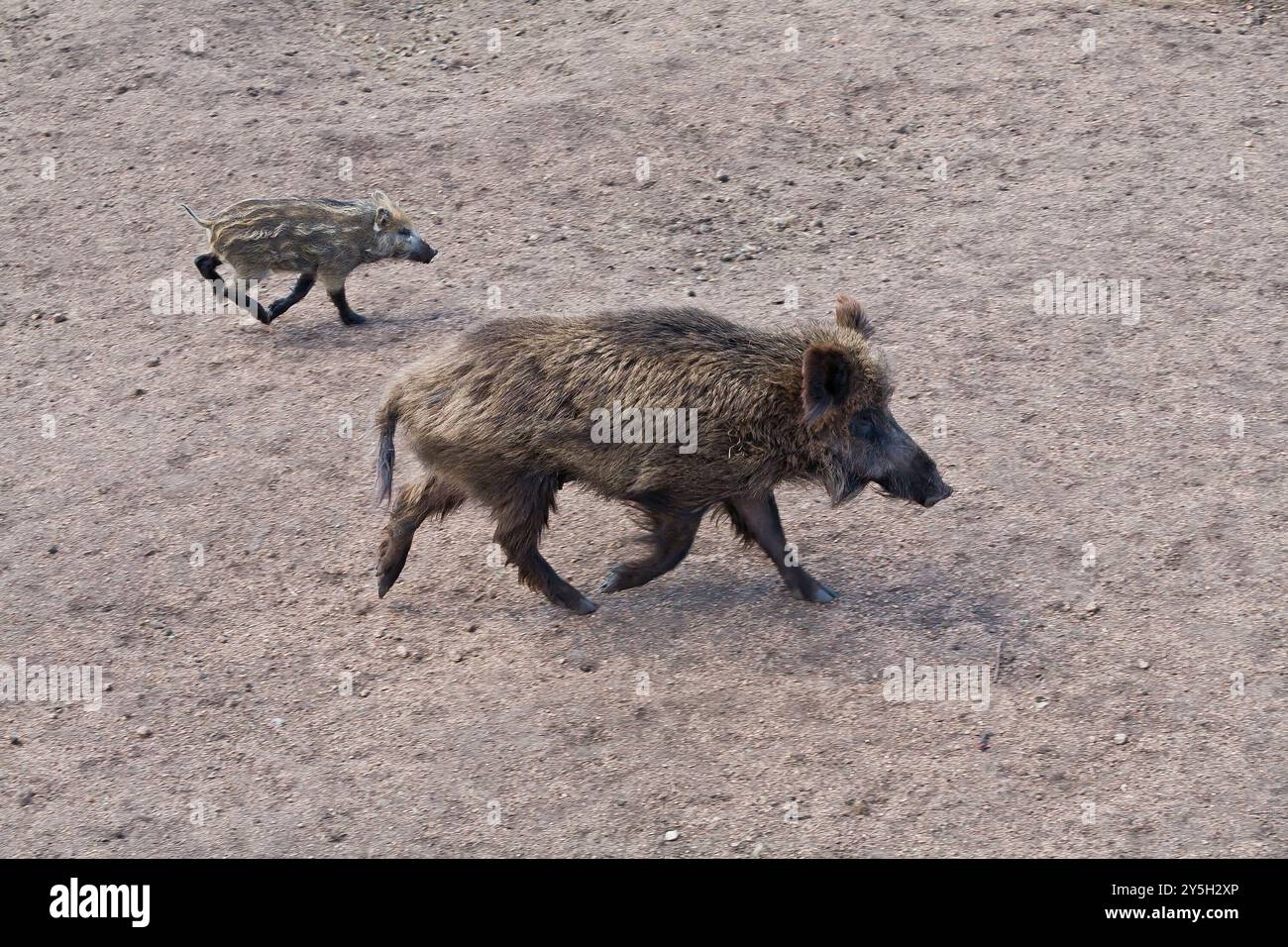 Le sanglier dans une clairière Banque D'Images