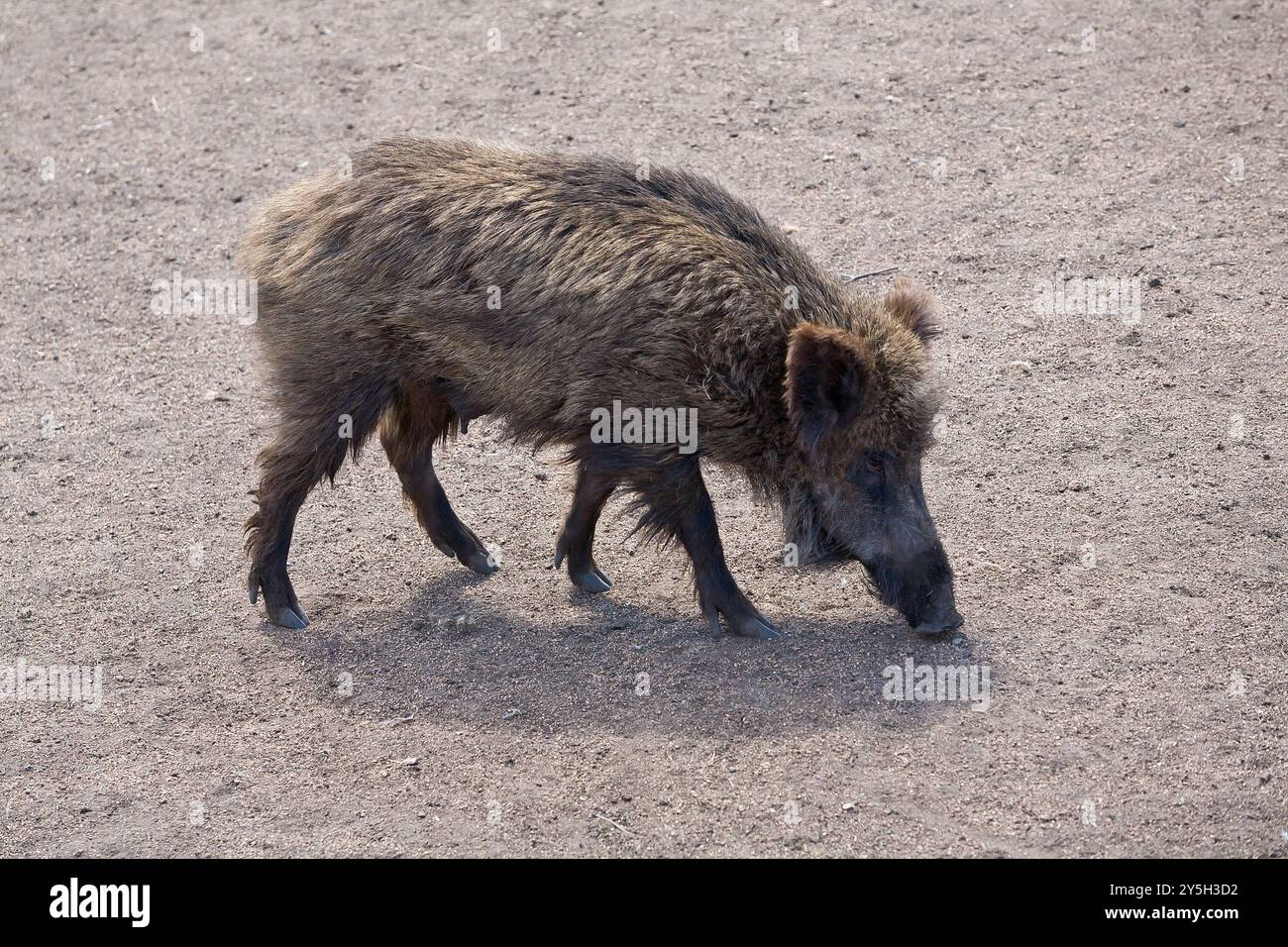 Le sanglier dans une clairière Banque D'Images