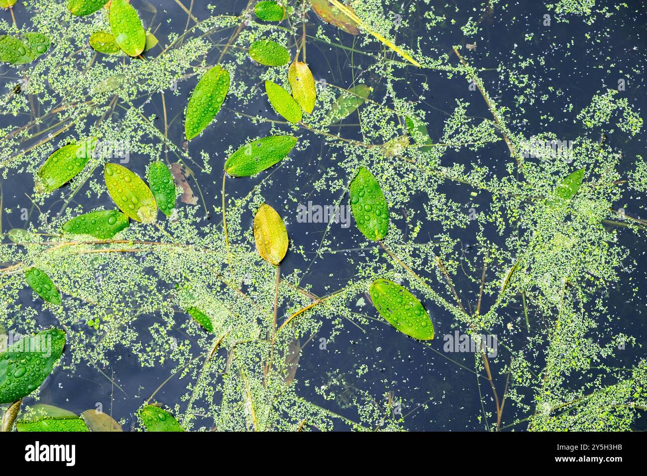 Plantes feuilles flottant sur la surface de l'étang à la fin de l'été début de l'automne septembre 2024 parc de cerfs Carmarthenshire pays de Galles Royaume-Uni Grande-Bretagne KATHY DEWITT Banque D'Images