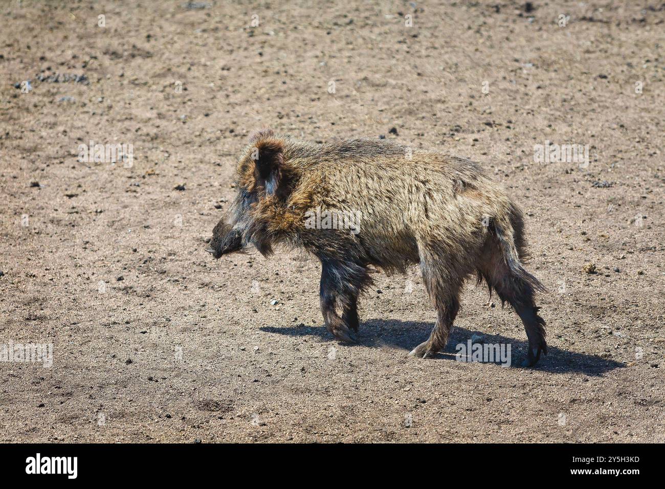 Le sanglier dans une clairière Banque D'Images