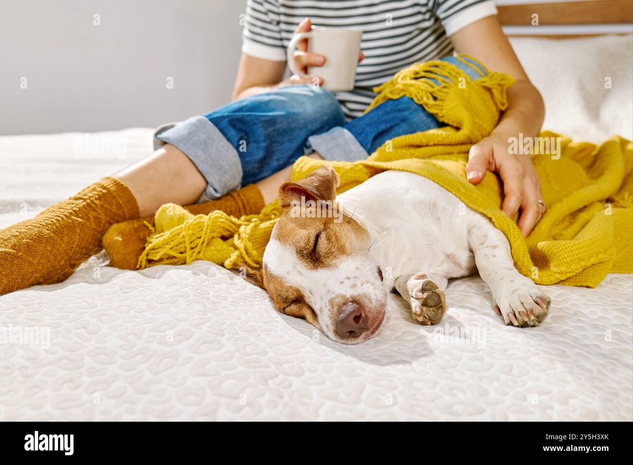 Jack Russell Terrier chien dormant sur le lit près des jambes du propriétaire enveloppant dans une couverture jaune. Humeur automnale. Banque D'Images