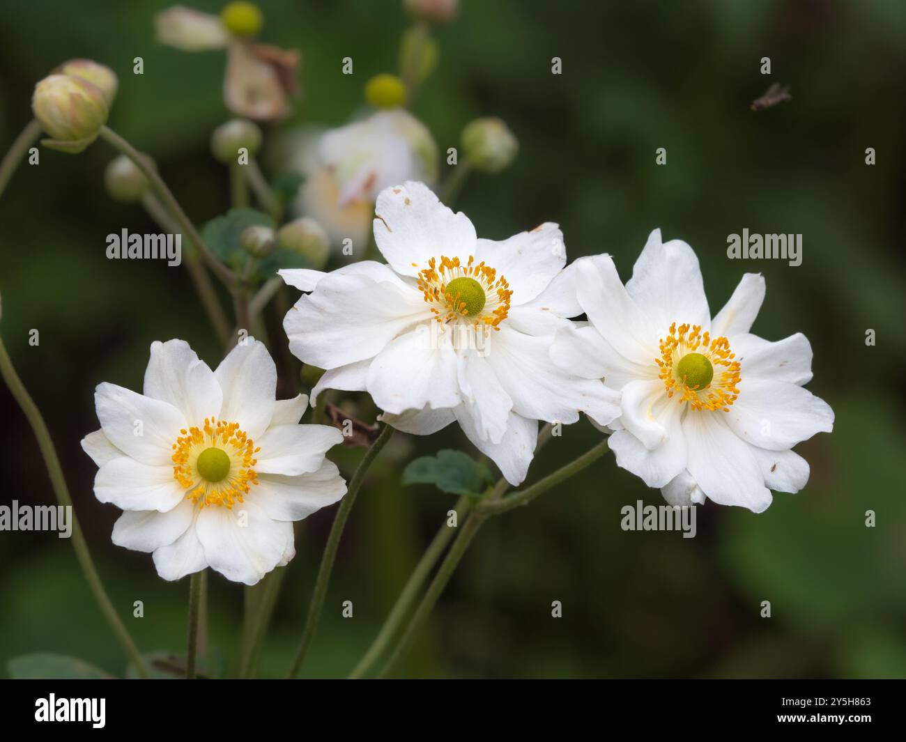 De la fin de l'été à l'automne fleurs de l'anémone japonaise semi-double vivace, anémone x hybrida 'Whirlwind' Banque D'Images