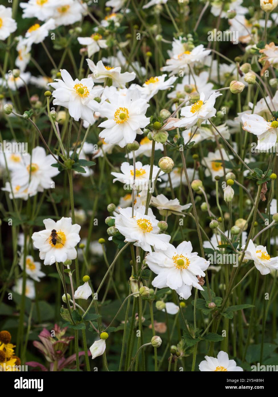 De la fin de l'été à l'automne fleurs de l'anémone japonaise semi-double vivace, anémone x hybrida 'Whirlwind' Banque D'Images