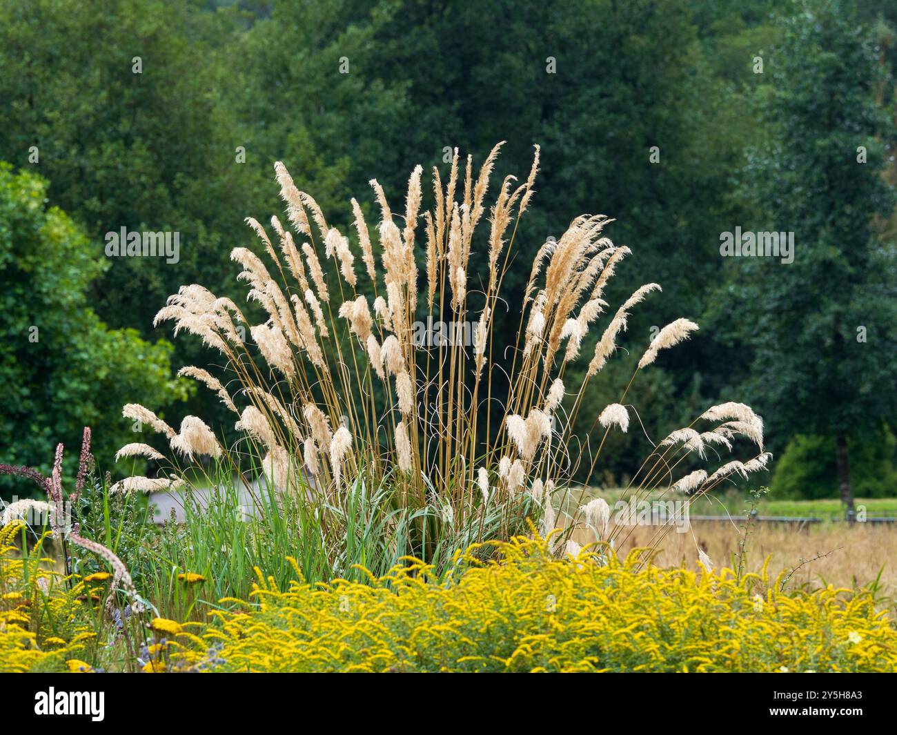 Élégants panaches fleurissants arqués de la robuste teinte persistante Toe Toe, Cortaderia richardii Banque D'Images