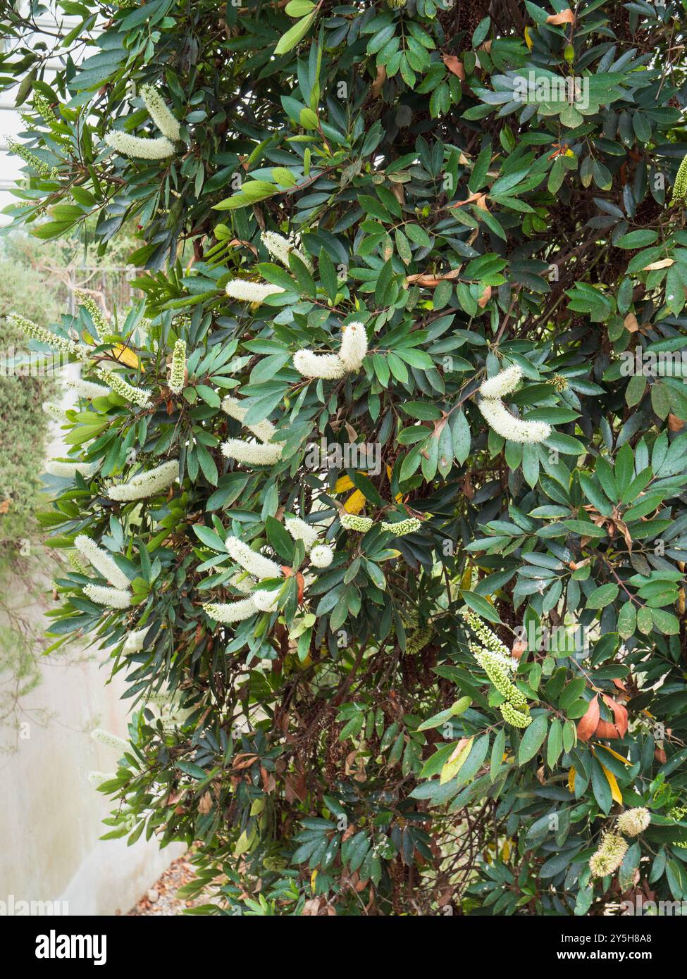 Pointes estivales de fleurs blanches parfumées de l'arbre sud-africain à cuillère à papillons, Cunonia capensis, une espèce subtropicale à feuilles persistantes Banque D'Images