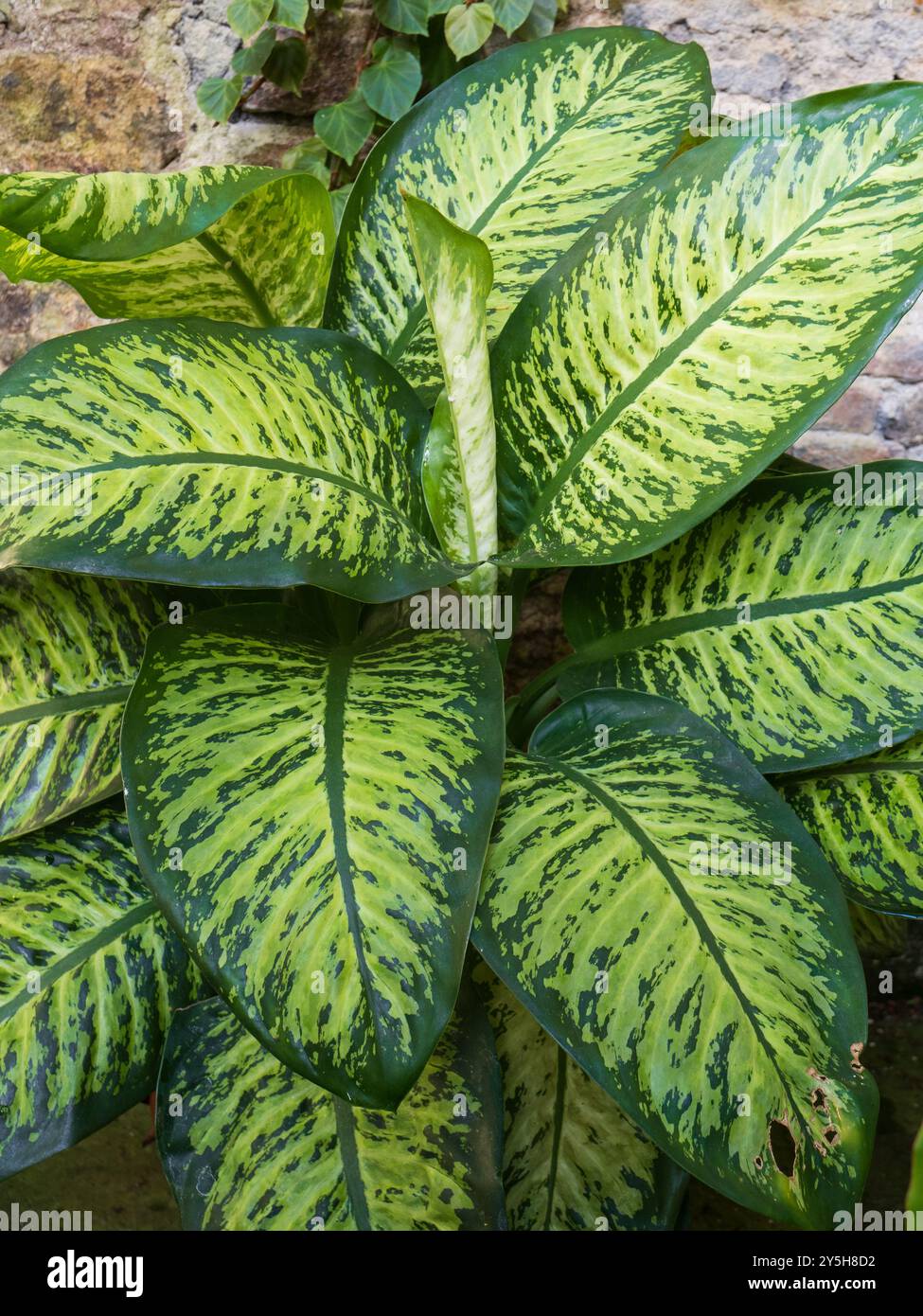 Feuillage vert foncé et vert clair panaché de la plante d'intérieur tendre ornementale, Dieffenbachia 'Tropic Snow', canne muette Banque D'Images