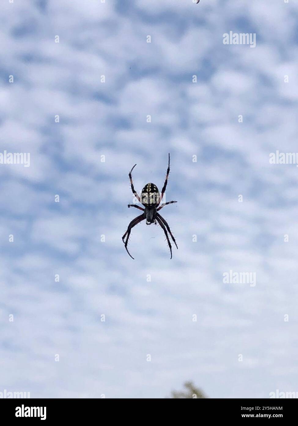 Orbweaver tacheté de l'Ouest (Neoscona oaxacensis) Arachnida Banque D'Images