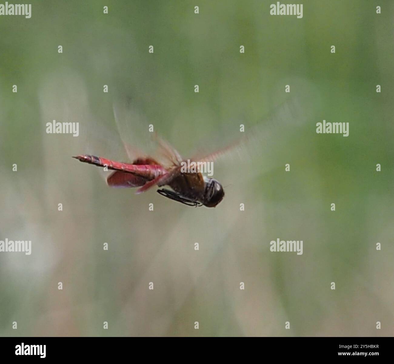 Carolina Saddlebags (Tramea carolina) Insecta Banque D'Images