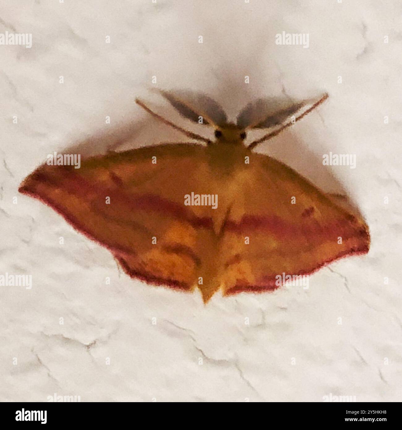 Chiches Geometer Moth (Haematopis grataria) Insecta Banque D'Images