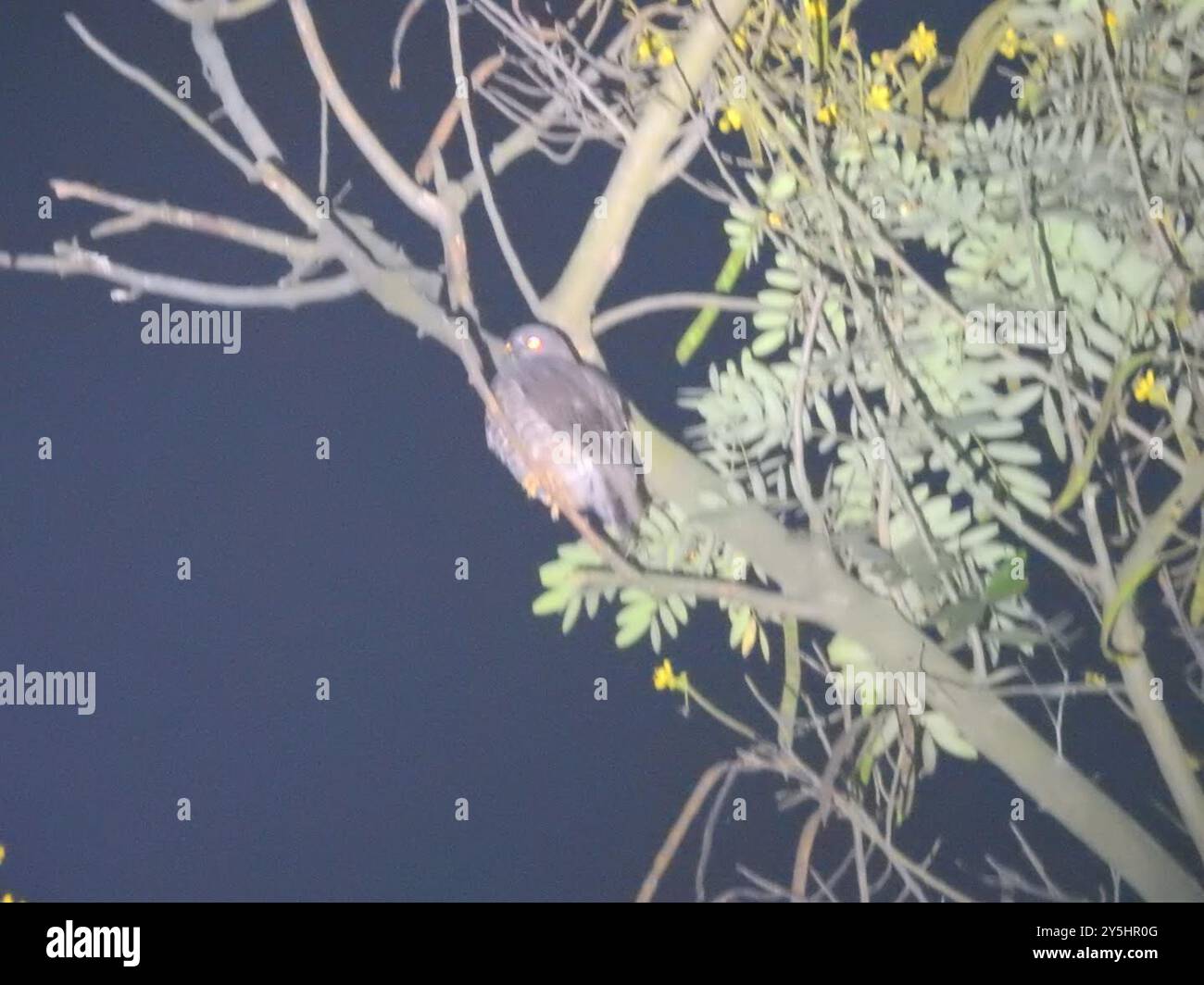 Brun Boobook (Ninox scutulata) Aves Banque D'Images