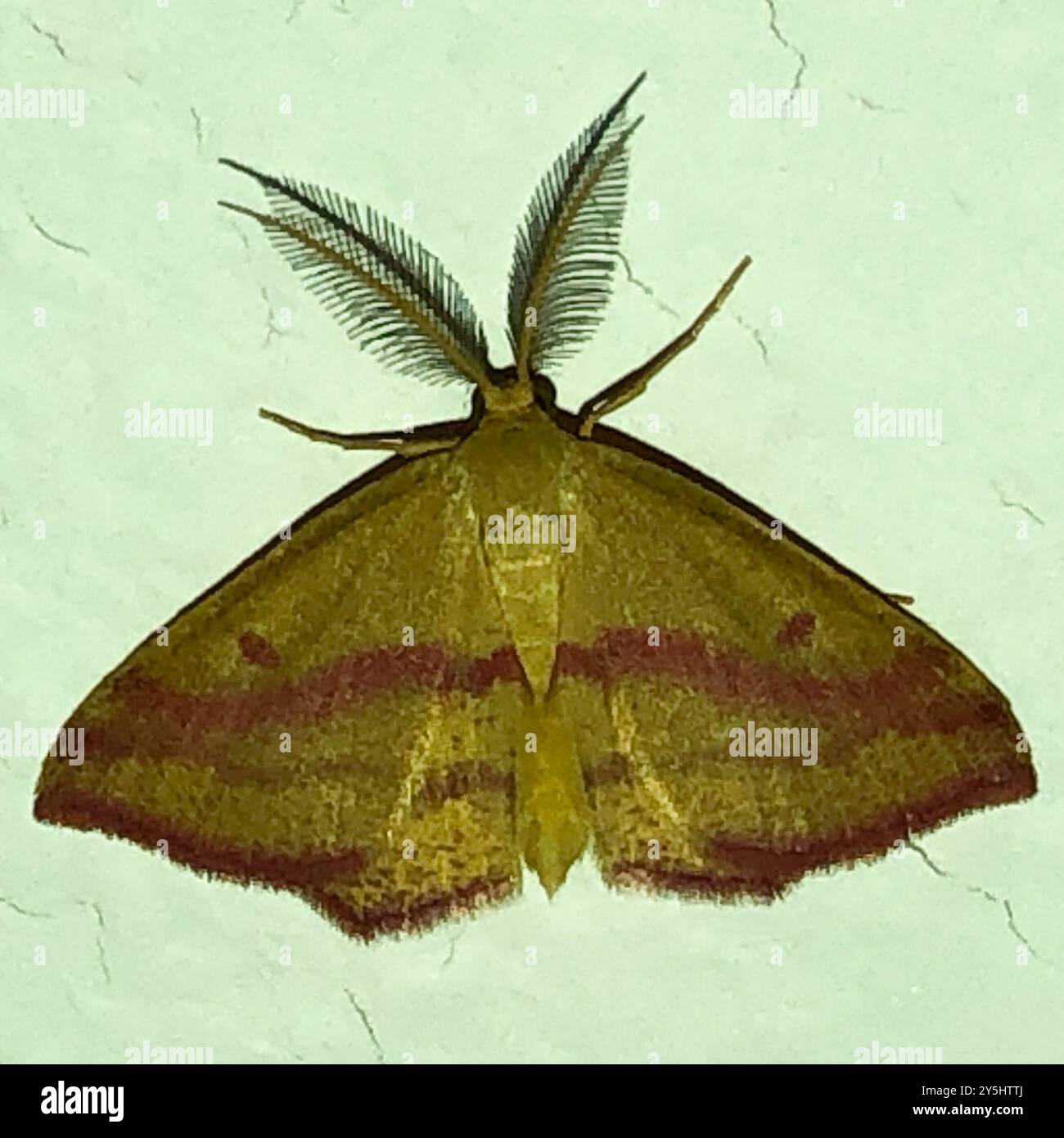 Chiches Geometer Moth (Haematopis grataria) Insecta Banque D'Images