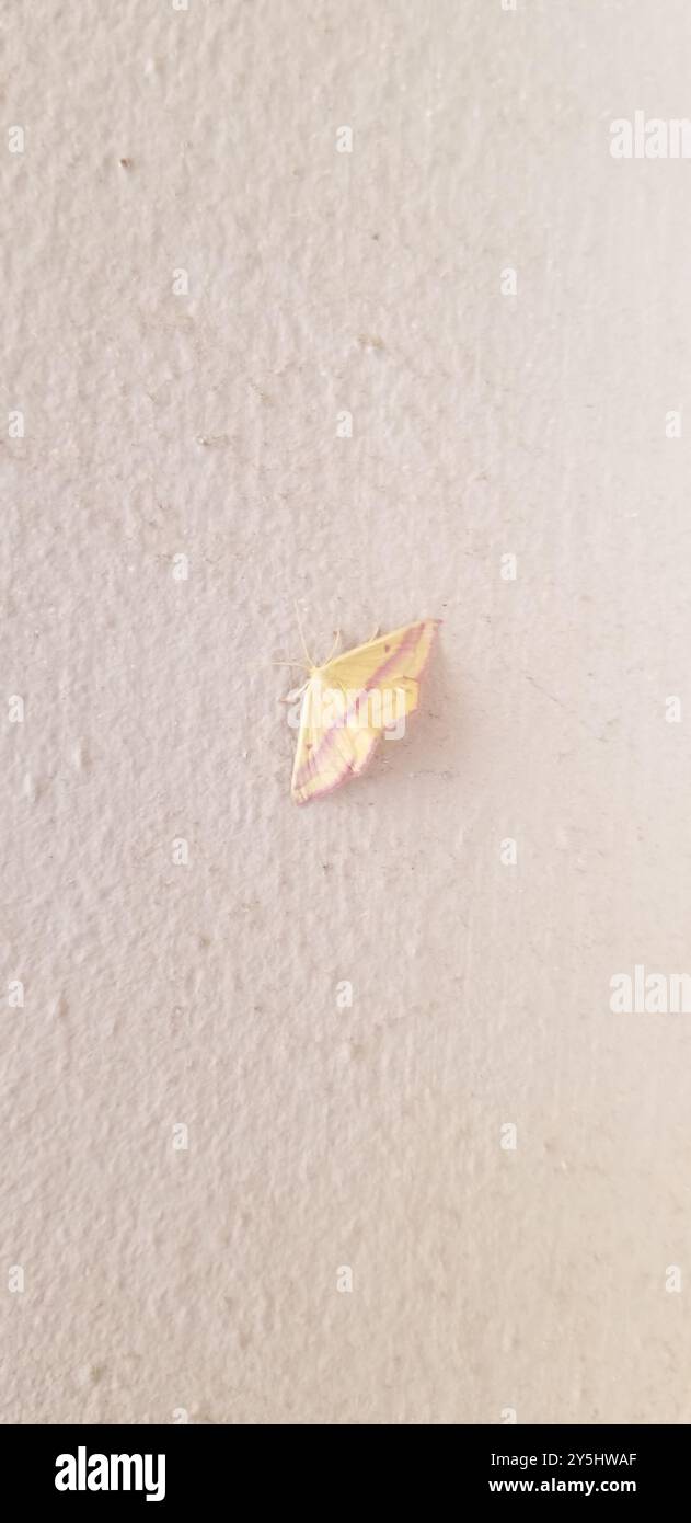 Chiches Geometer Moth (Haematopis grataria) Insecta Banque D'Images