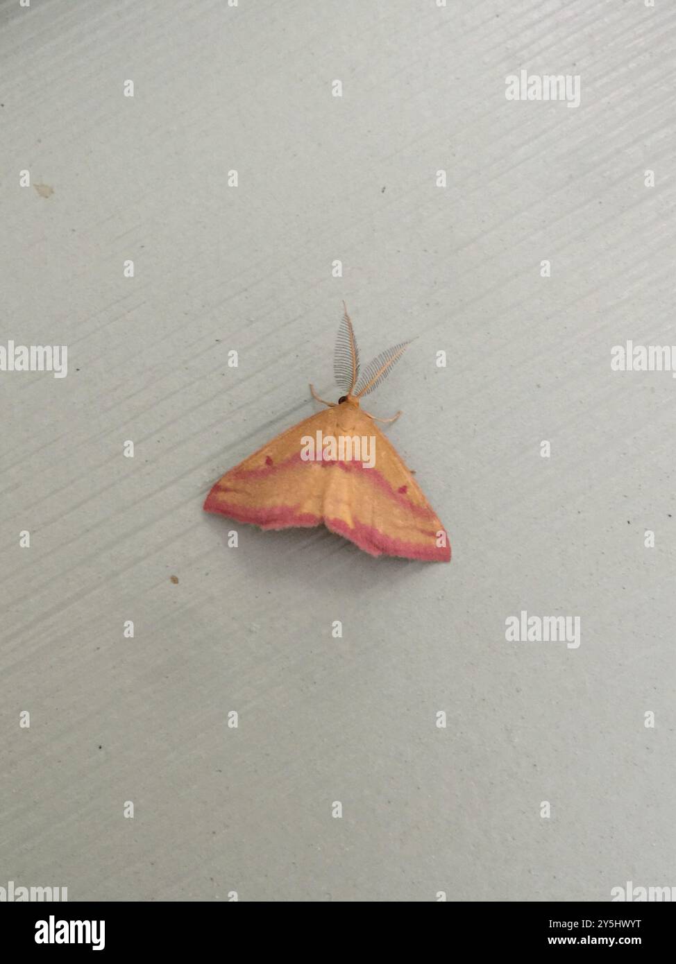Chiches Geometer Moth (Haematopis grataria) Insecta Banque D'Images
