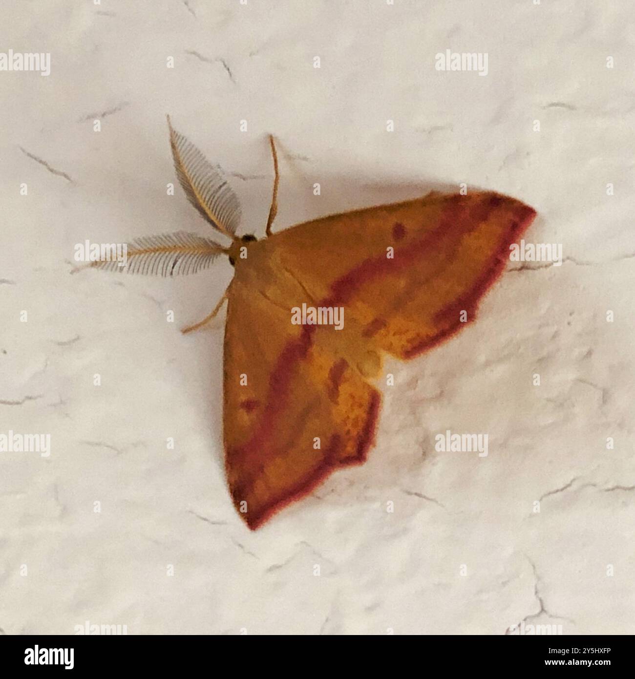 Chiches Geometer Moth (Haematopis grataria) Insecta Banque D'Images
