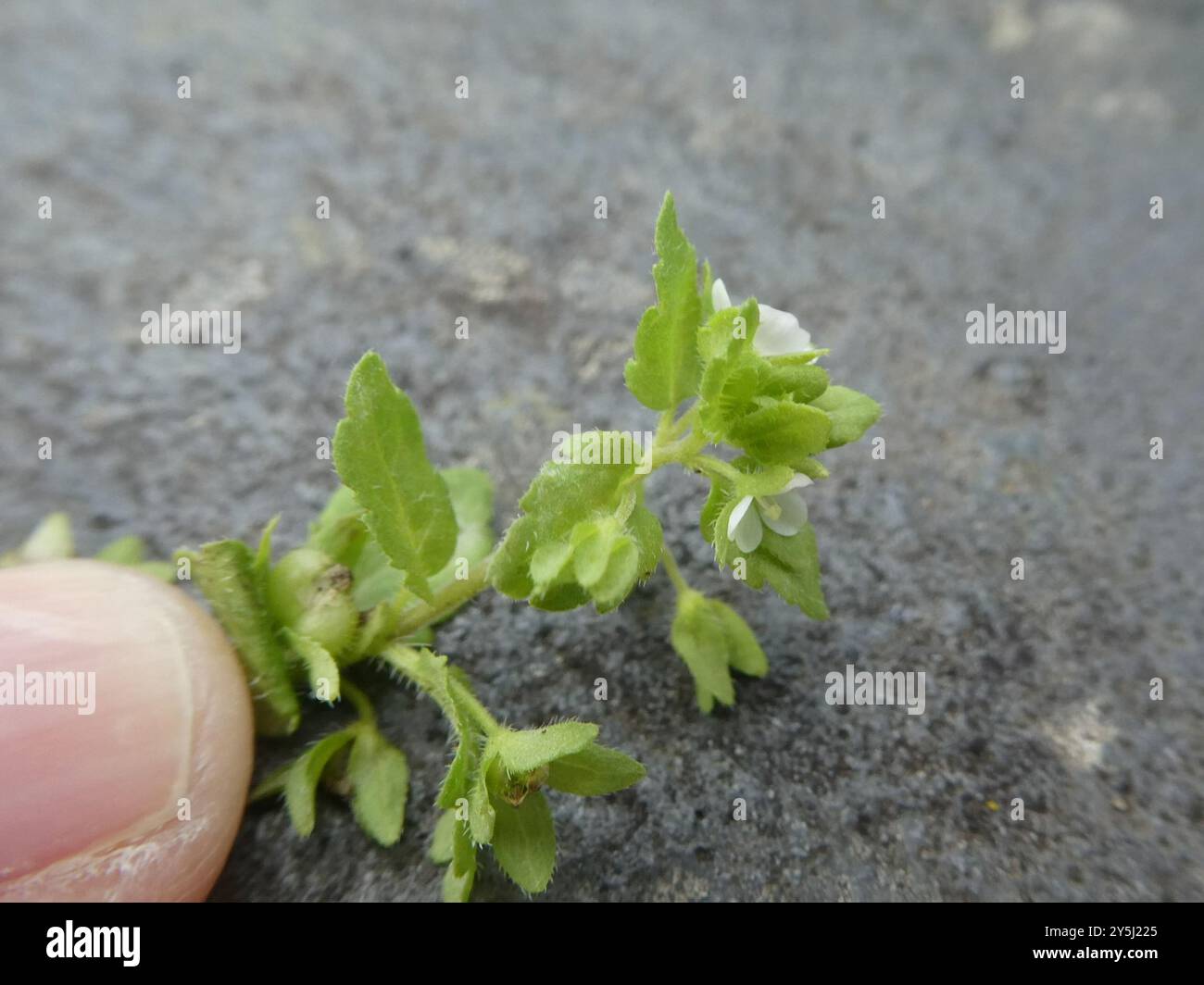 Green Field-speedwell (Veronica agrestis) Plantae Banque D'Images