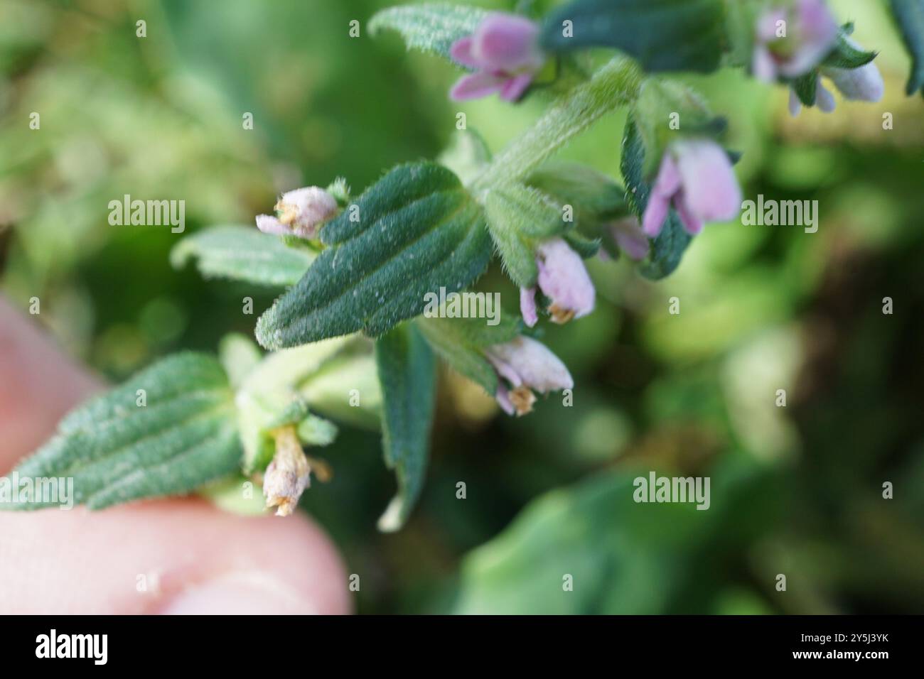 Bartsia rouge (Odontites vernus) Plantae Banque D'Images