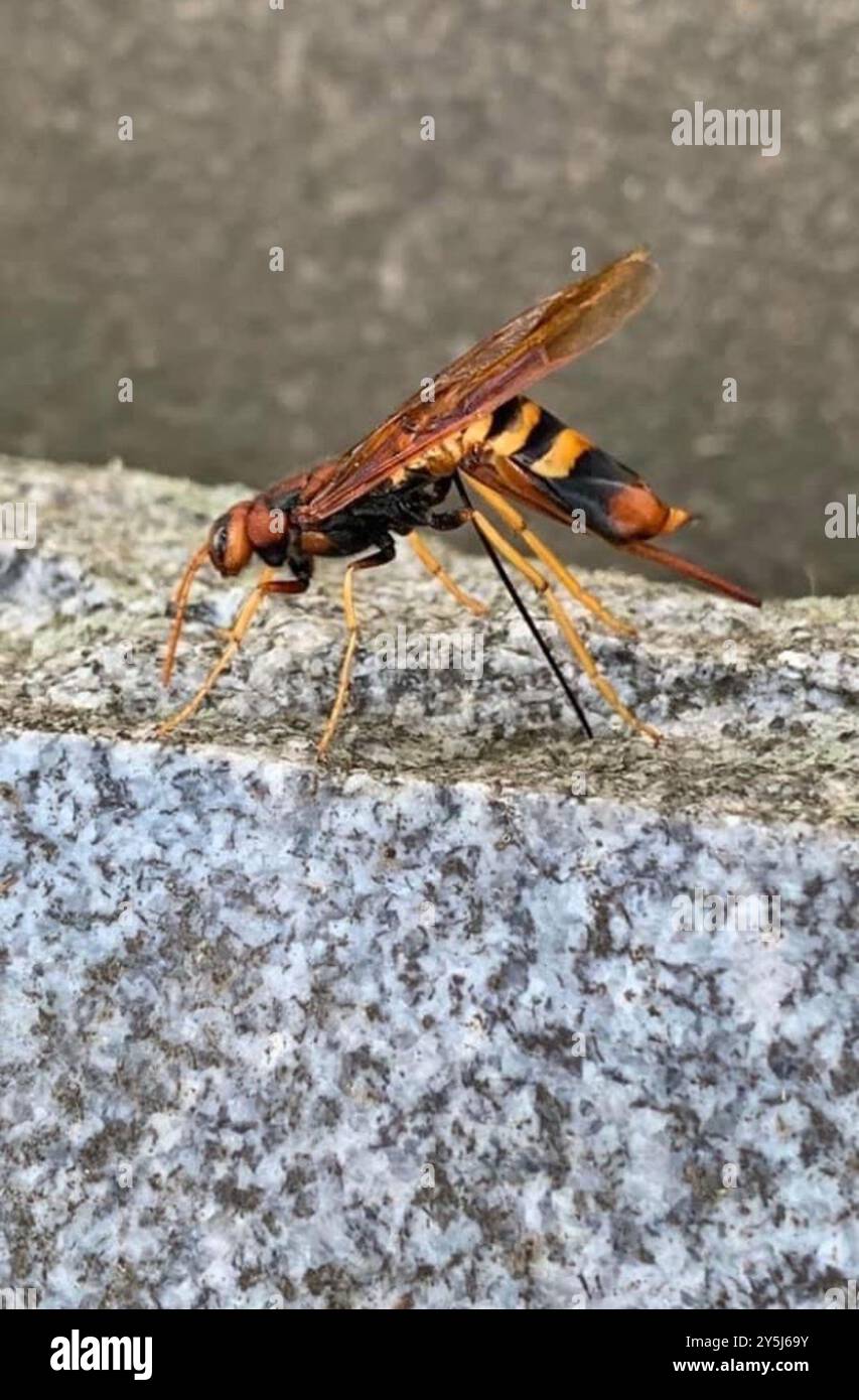 Pigeon Horntail (Tremex columba) Insecta Banque D'Images