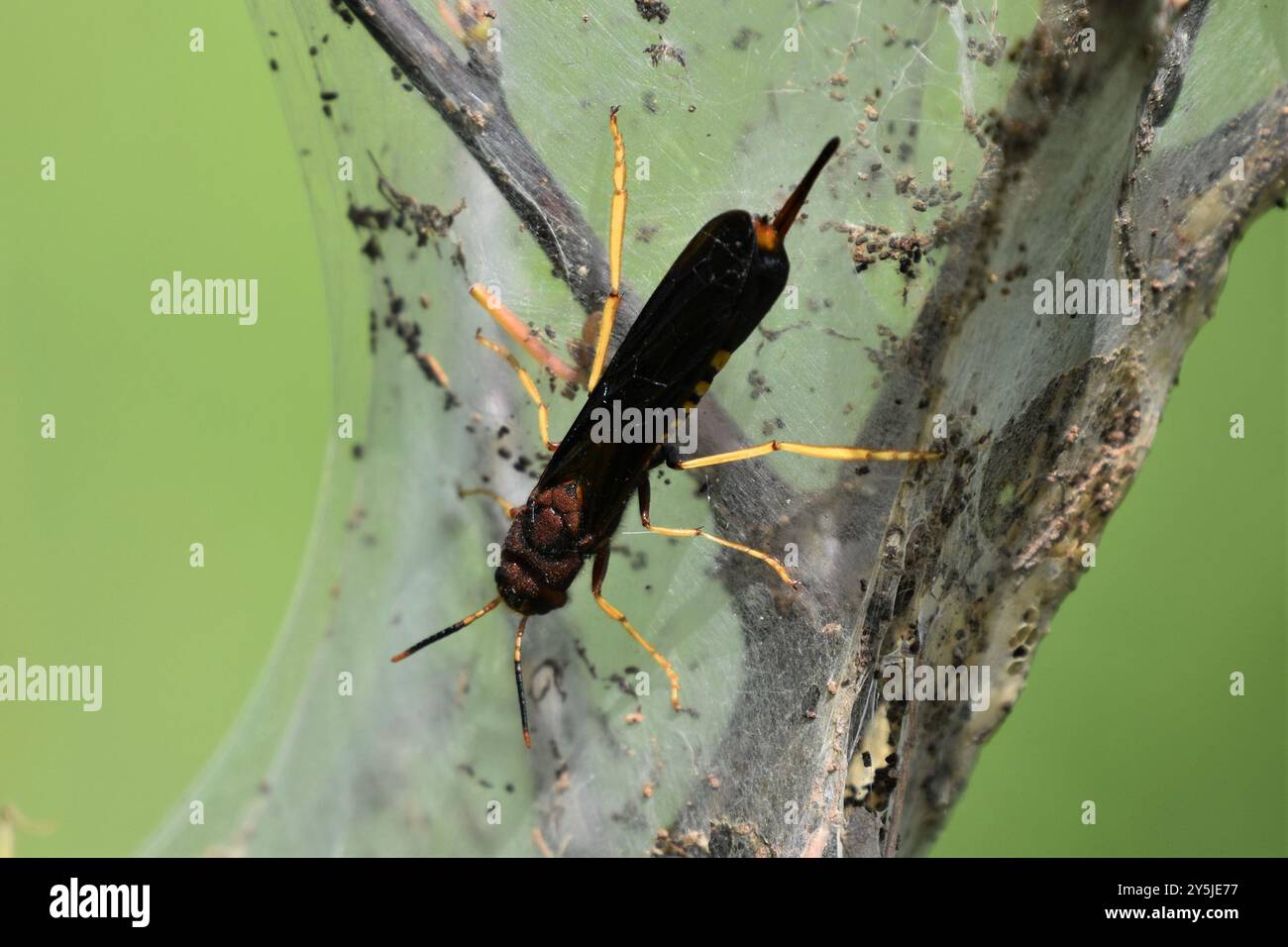 Pigeon Horntail (Tremex columba) Insecta Banque D'Images