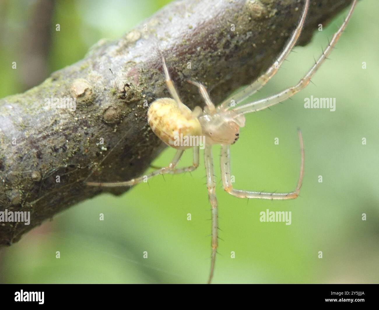 Araignée blindée eurasienne à longue mâchoire (Metellina segmentata) Arachnida Banque D'Images