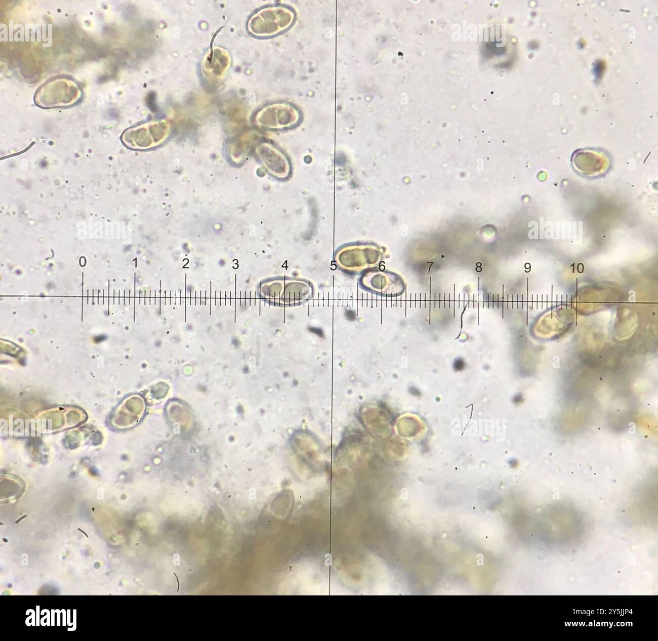 Champignons de fibrecap (Inocybe lacera) déchirés Banque D'Images