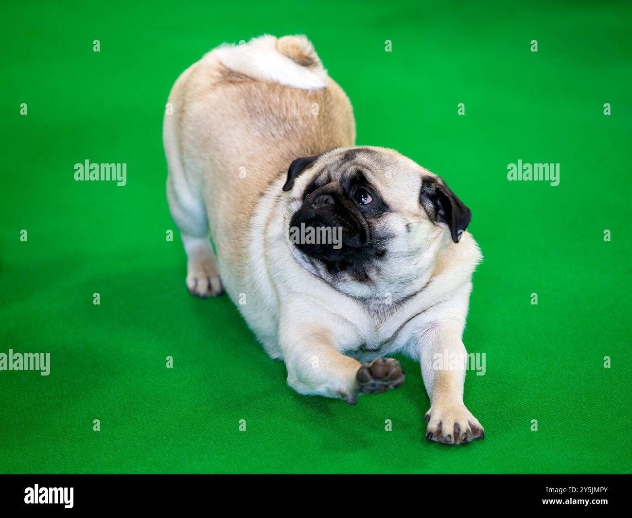 Chien Pug ludique sur un tapis vert Banque D'Images