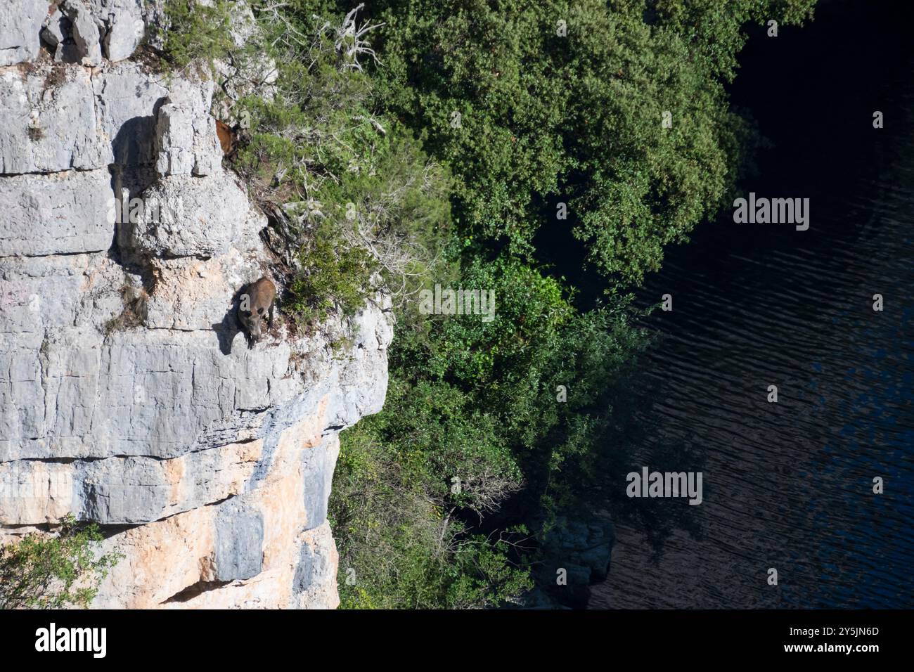 Sanglier plongeant au large d'une falaise dans les Gorges du Verdon, en France, esprit aventureux de la faune au milieu de paysages à couper le souffle Banque D'Images