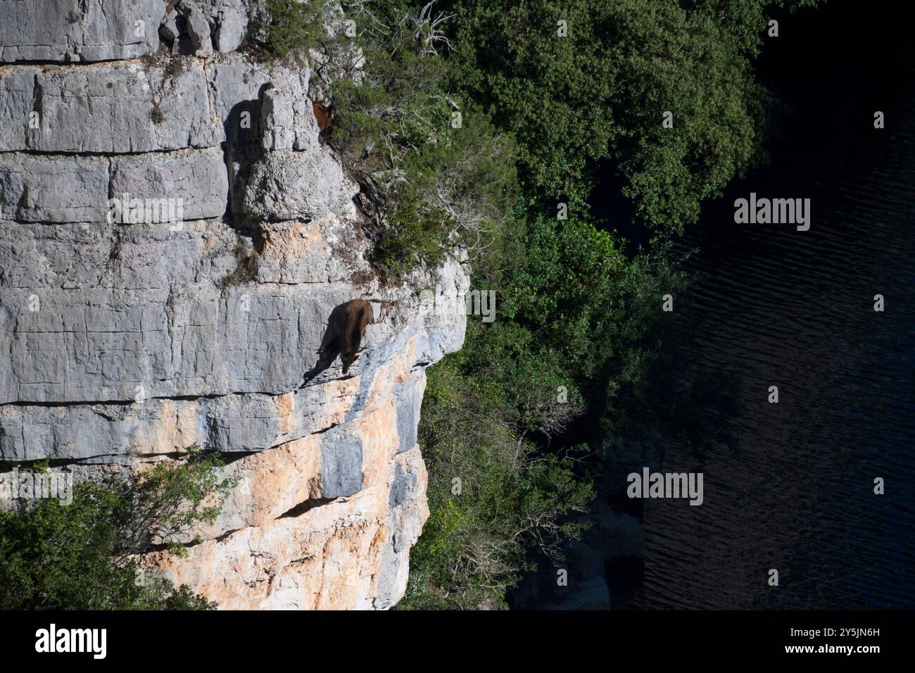 Sanglier plongeant au large d'une falaise dans les Gorges du Verdon, en France, esprit aventureux de la faune au milieu de paysages à couper le souffle Banque D'Images