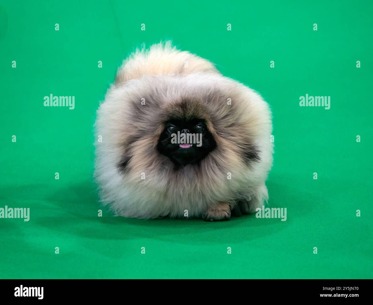 Chien chiot pekingese dans le ring de spectacle Banque D'Images