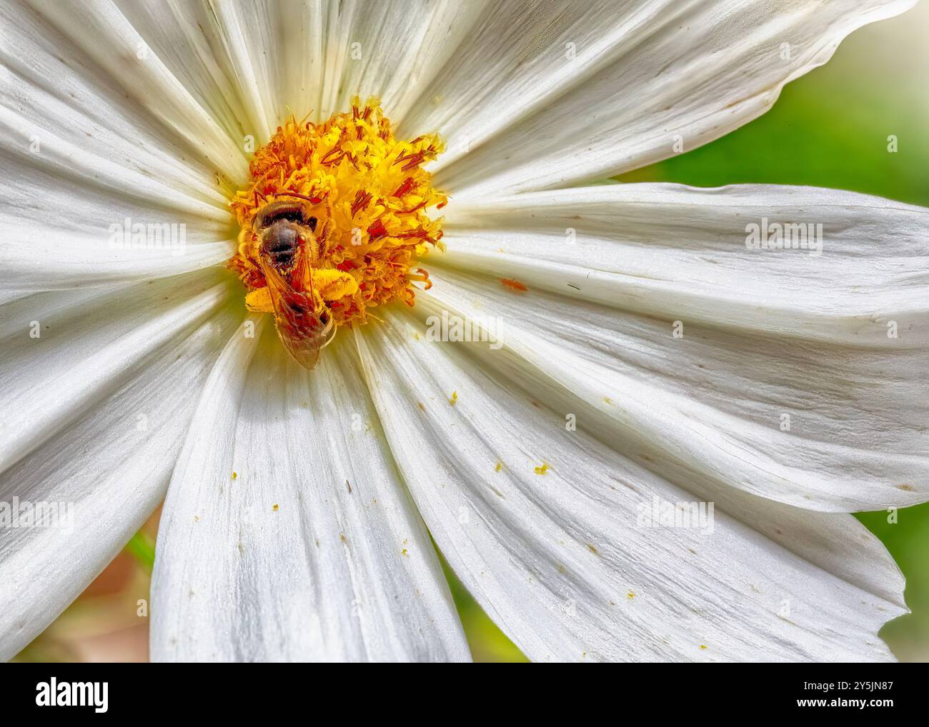 Vue rapprochée d'une abeille recueillant le pollen d'une fleur blanche, mettant en valeur la beauté de la nature et de la pollinisation. Banque D'Images