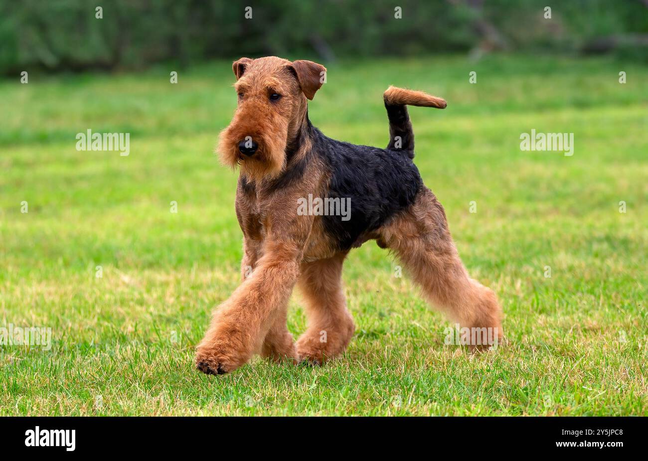 Airedale Terrier marchant sur l'herbe Banque D'Images