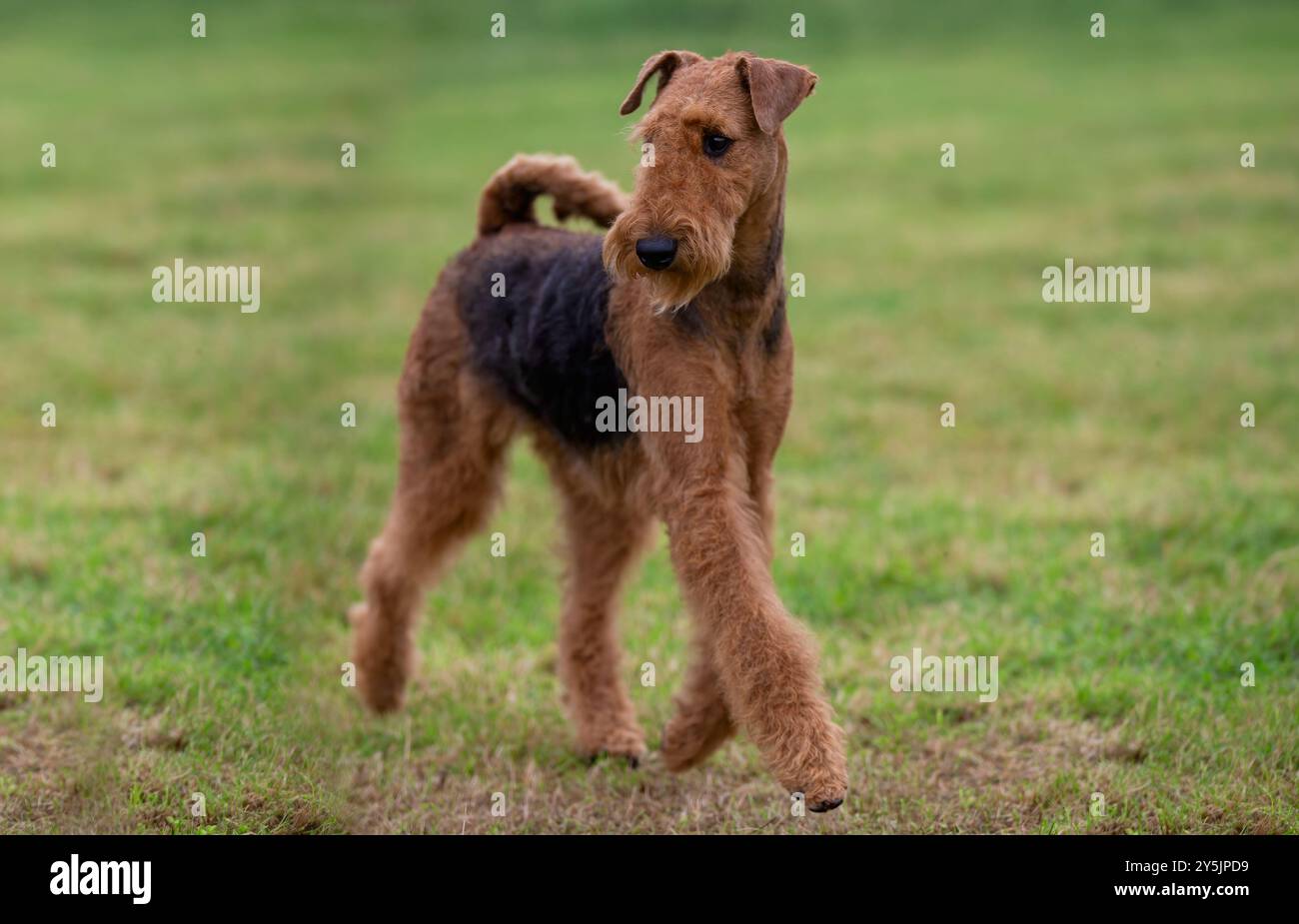 Chien Airedale Terrier en mouvement Banque D'Images