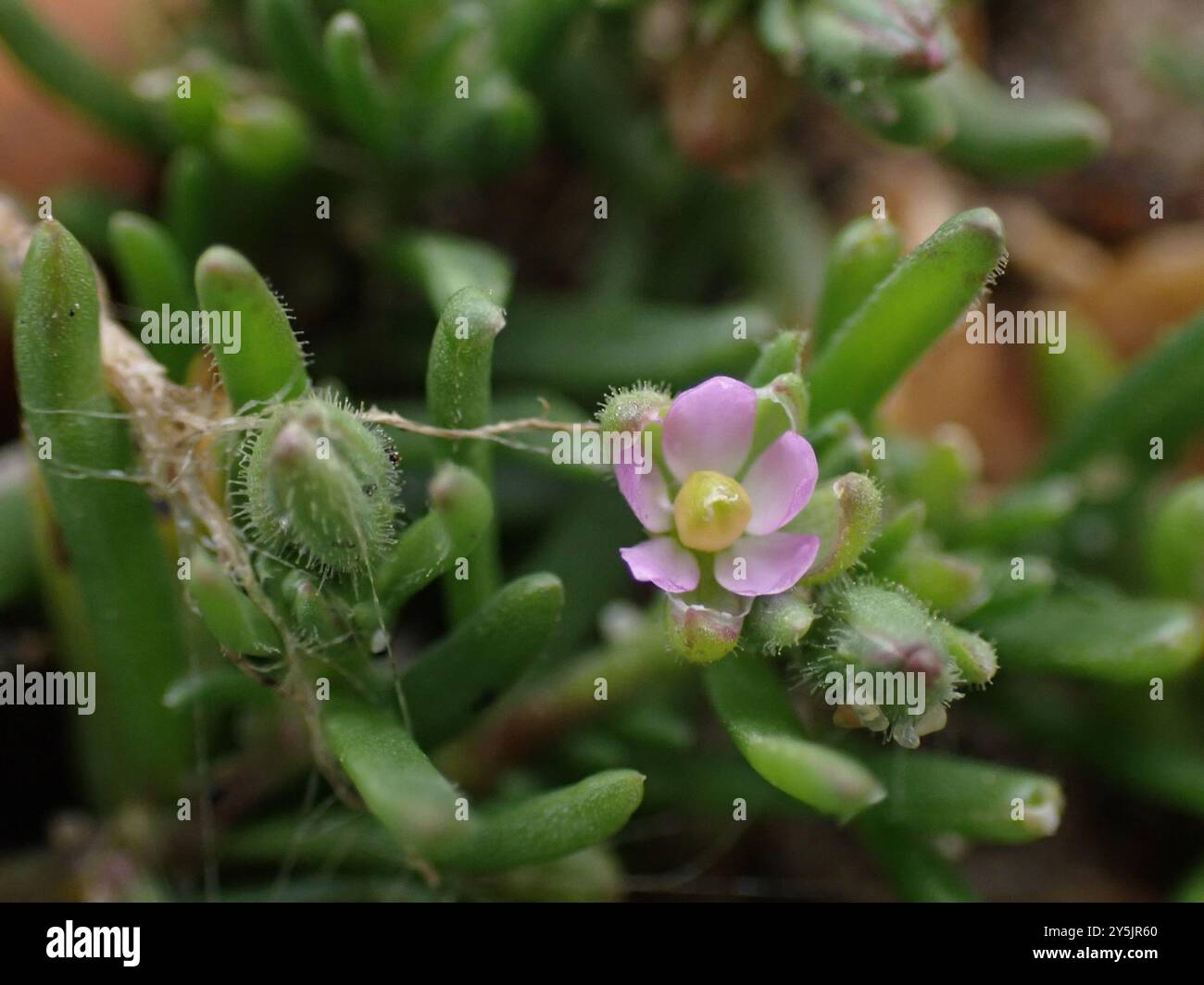 Marais salés Spurry (Spergularia marina) Plantae Banque D'Images