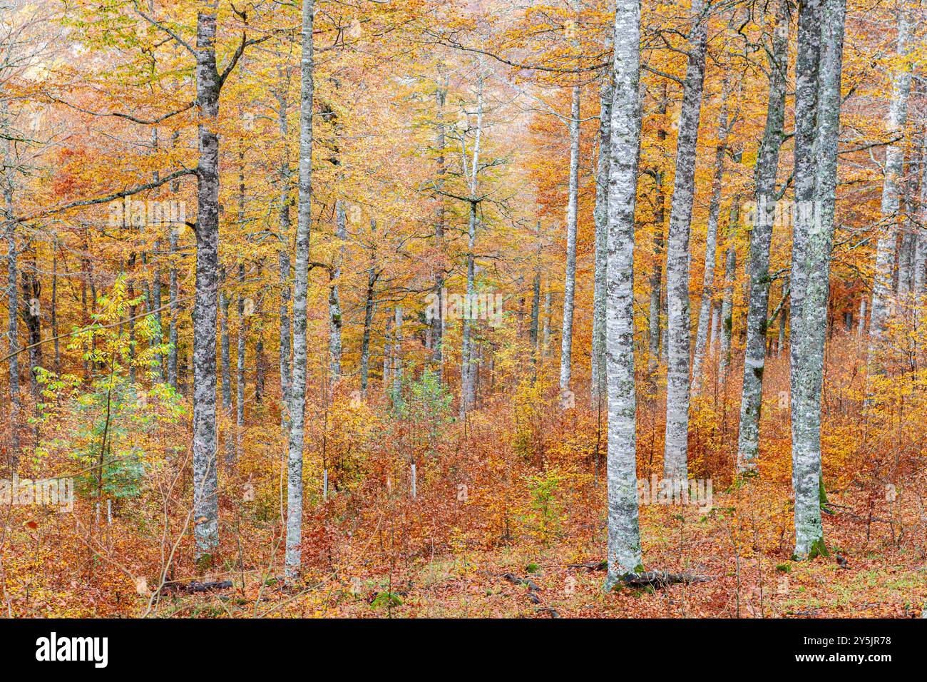 Selva de Irati forêt proche d'Orbaiceta, Navarra, Espagne Banque D'Images