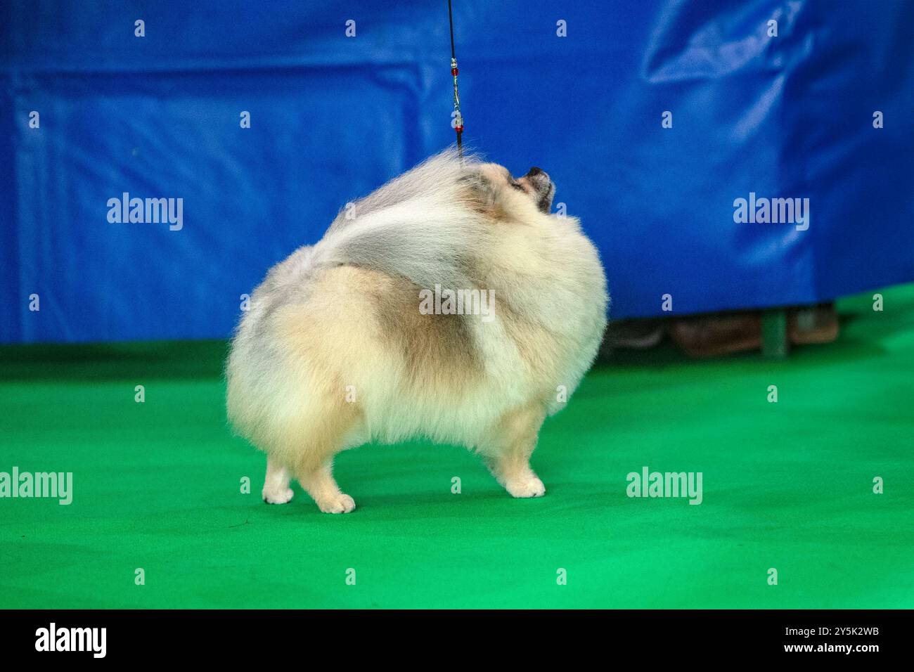 Joli petit chien moelleux de Poméranie Banque D'Images