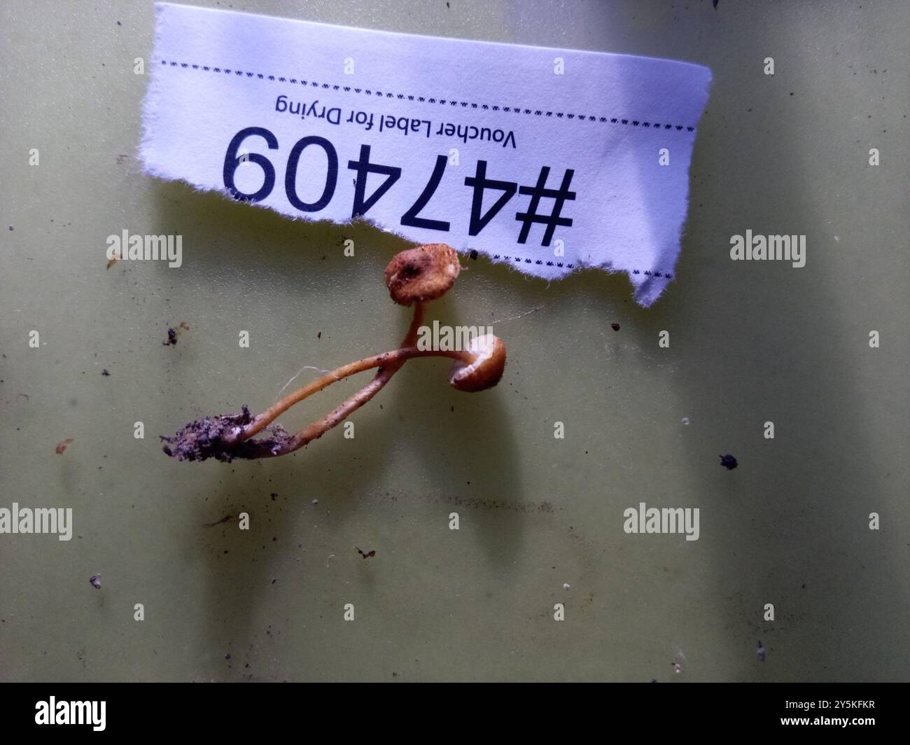 Champignons châtaignier Dapperling (Lepiota castanea) Banque D'Images