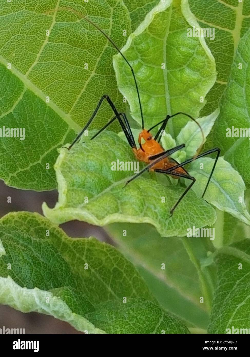 Insecte d'assassin d'asphyse (Zelus longipes) Banque D'Images