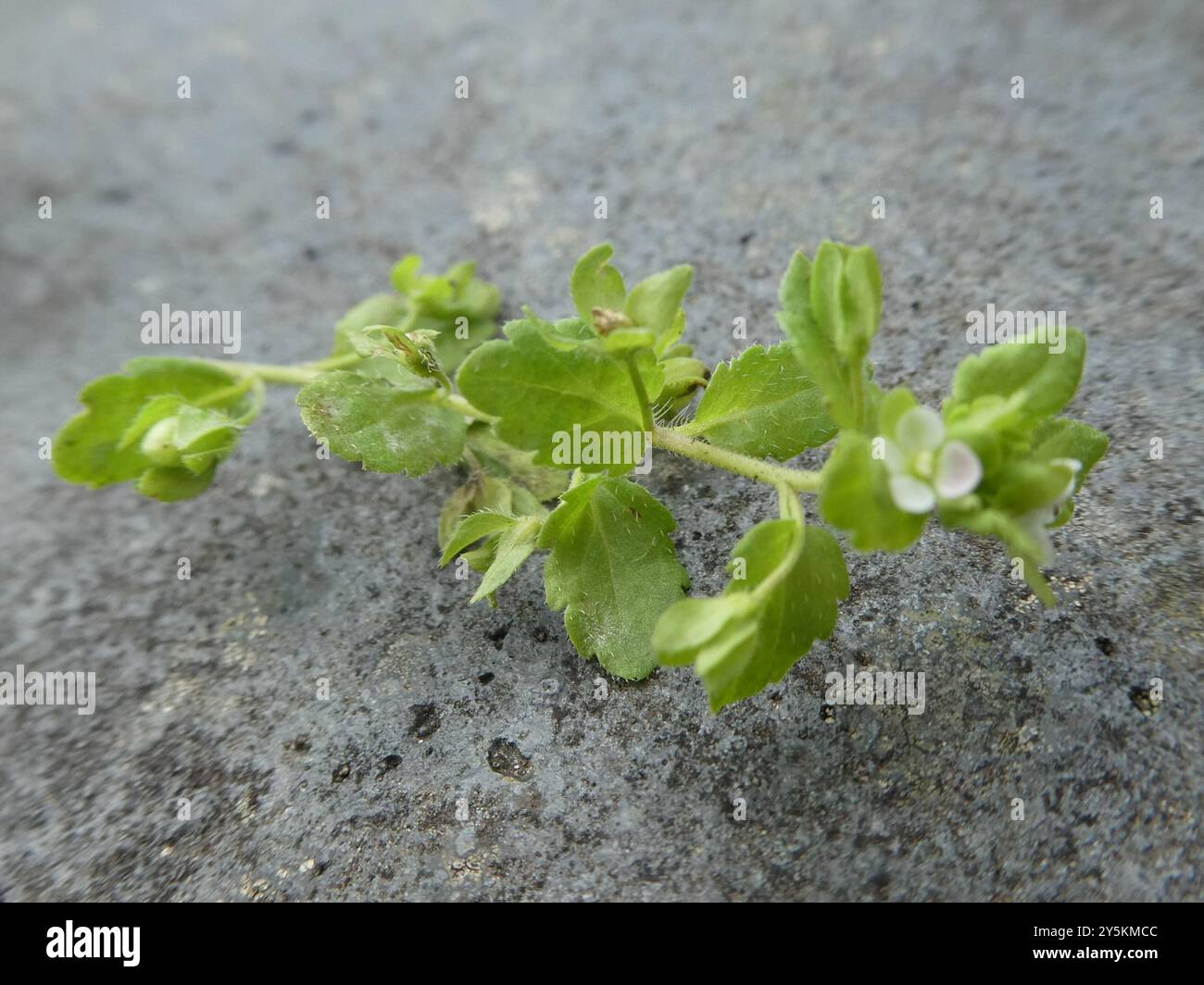 Green Field-speedwell (Veronica agrestis) Plantae Banque D'Images