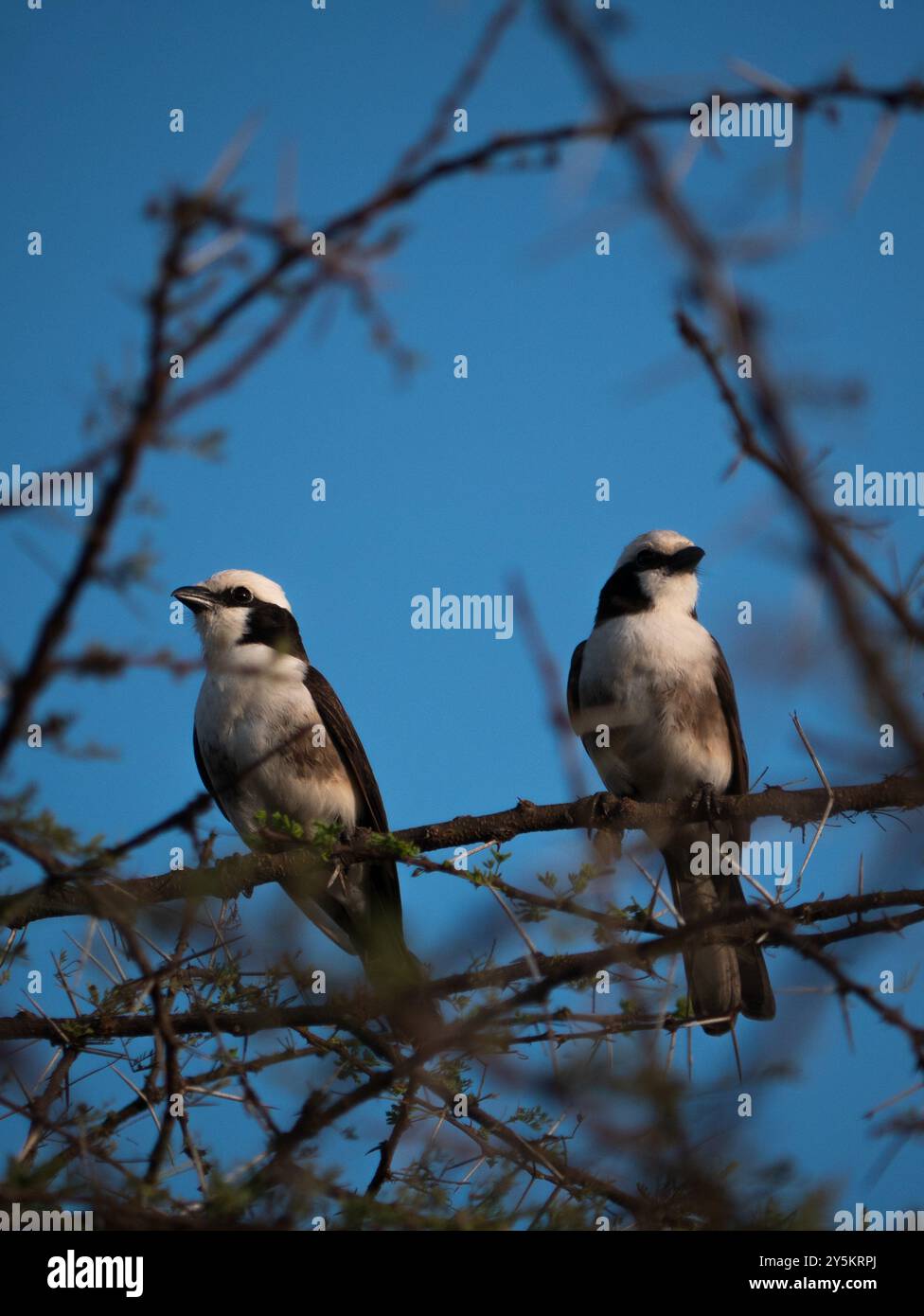 Oiseaux de mogadhishu Banque D'Images