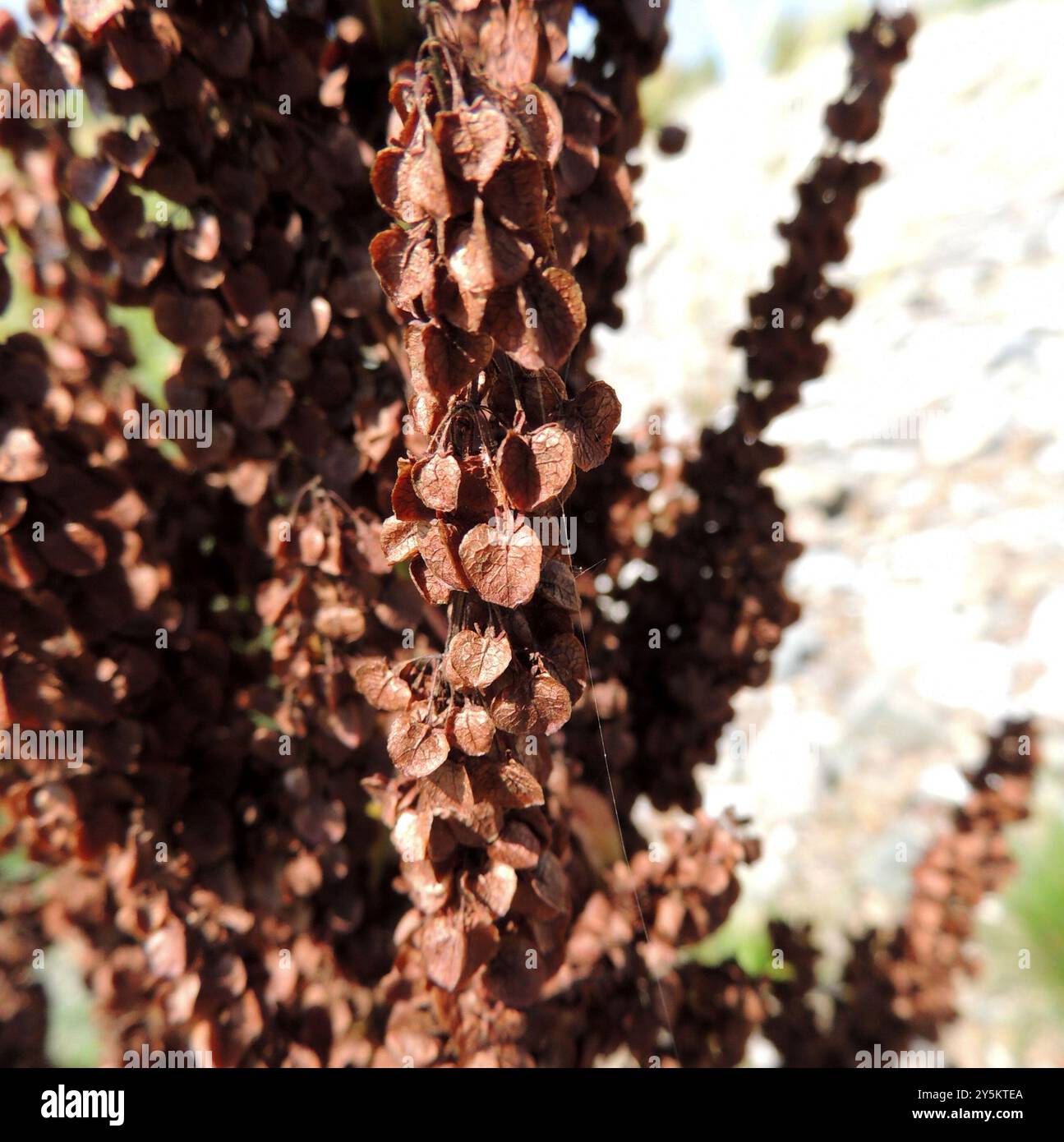 Quai écossais (Rumex aquaticus) Plantae Banque D'Images