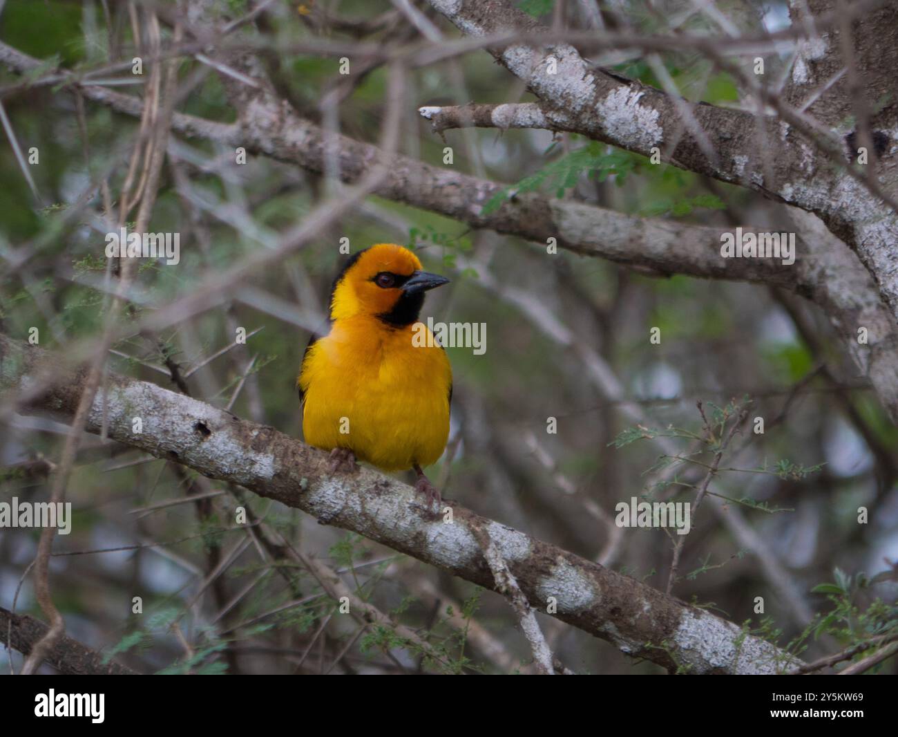 Oiseaux de mogadhishu Banque D'Images