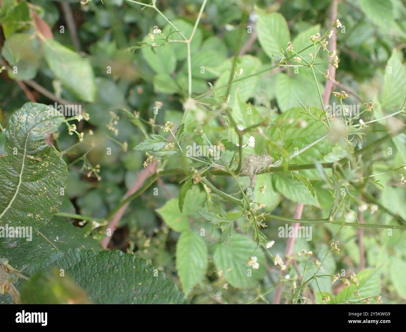 Persil de pierre (Sison amomum) Plantae Banque D'Images