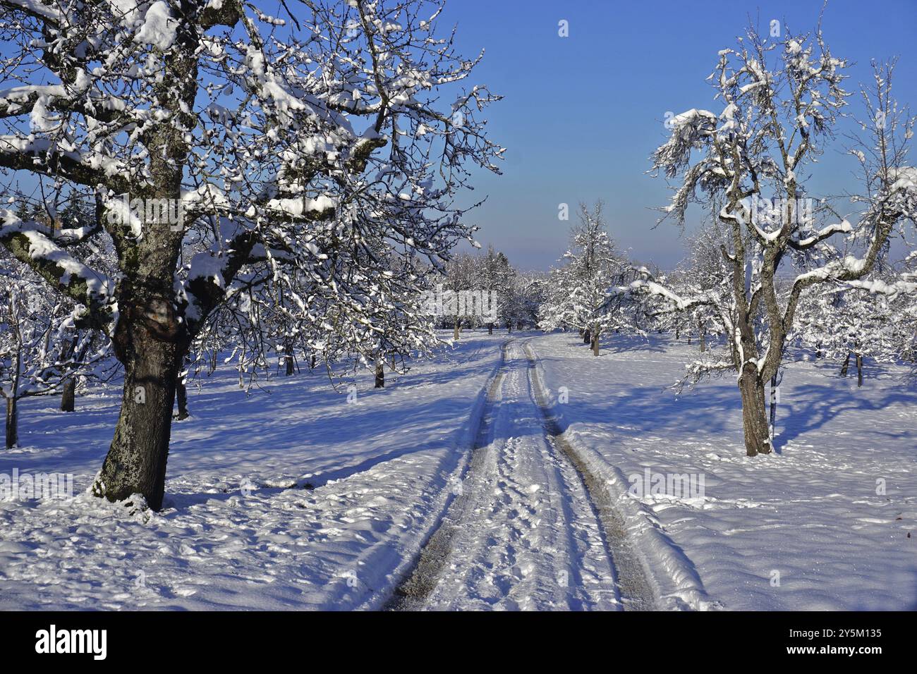 Prairie de verger en hiver, prairie de verger en hiver Banque D'Images