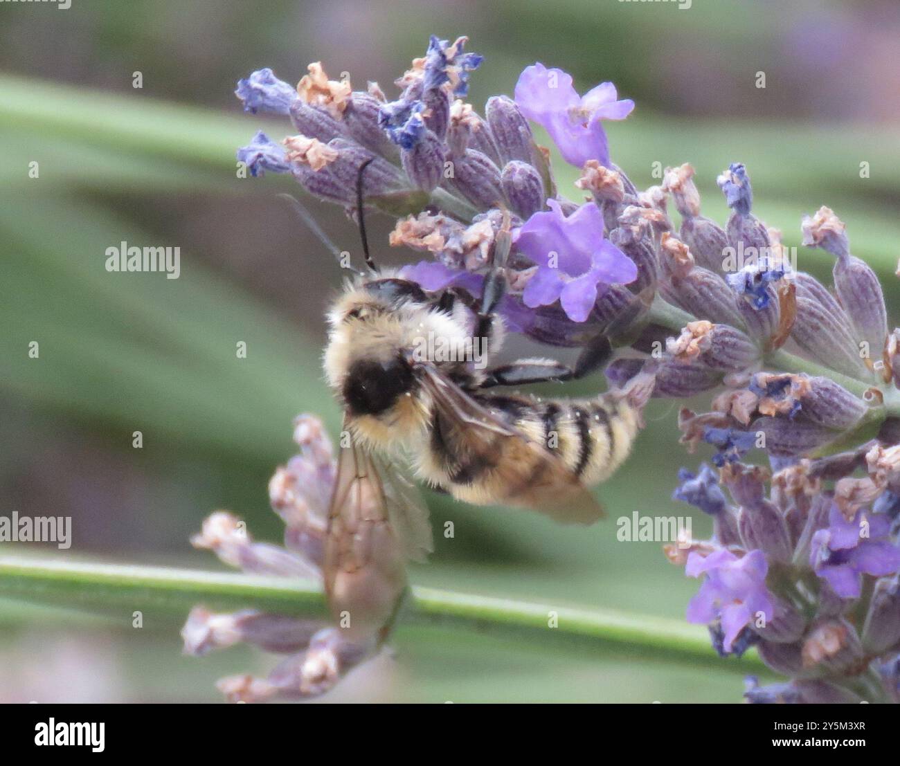 Insecte de Bumble Bee (Bombus appositus) à épaules blanches Banque D'Images