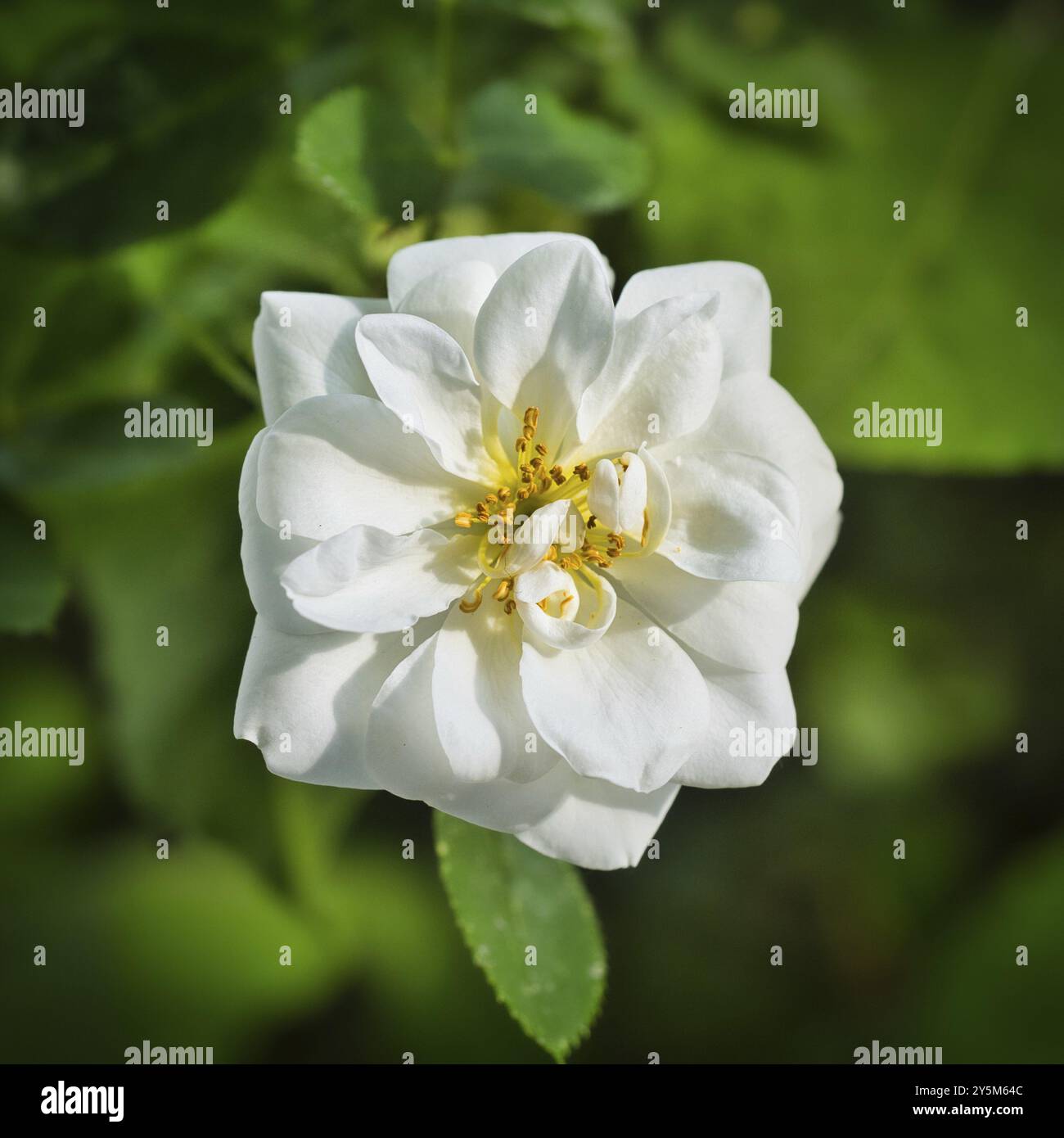Rose literie blanche Banque D'Images
