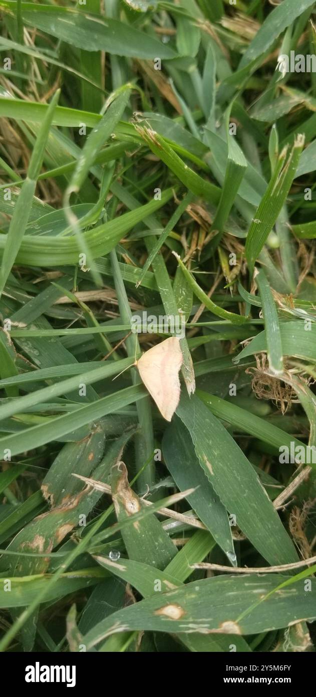 Chiches Geometer Moth (Haematopis grataria) Insecta Banque D'Images