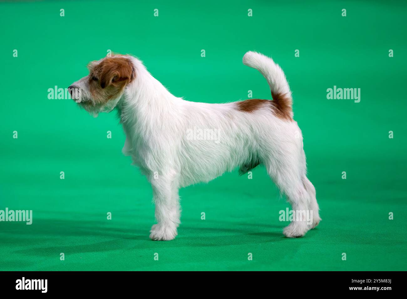 Jack Russell Terrier à une exposition canine Banque D'Images