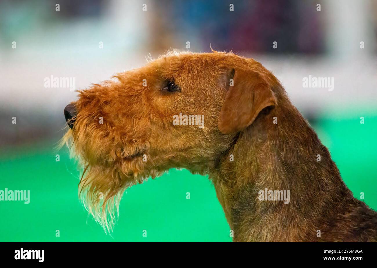 Tête de chien Airedale Terrier dans le profil Banque D'Images